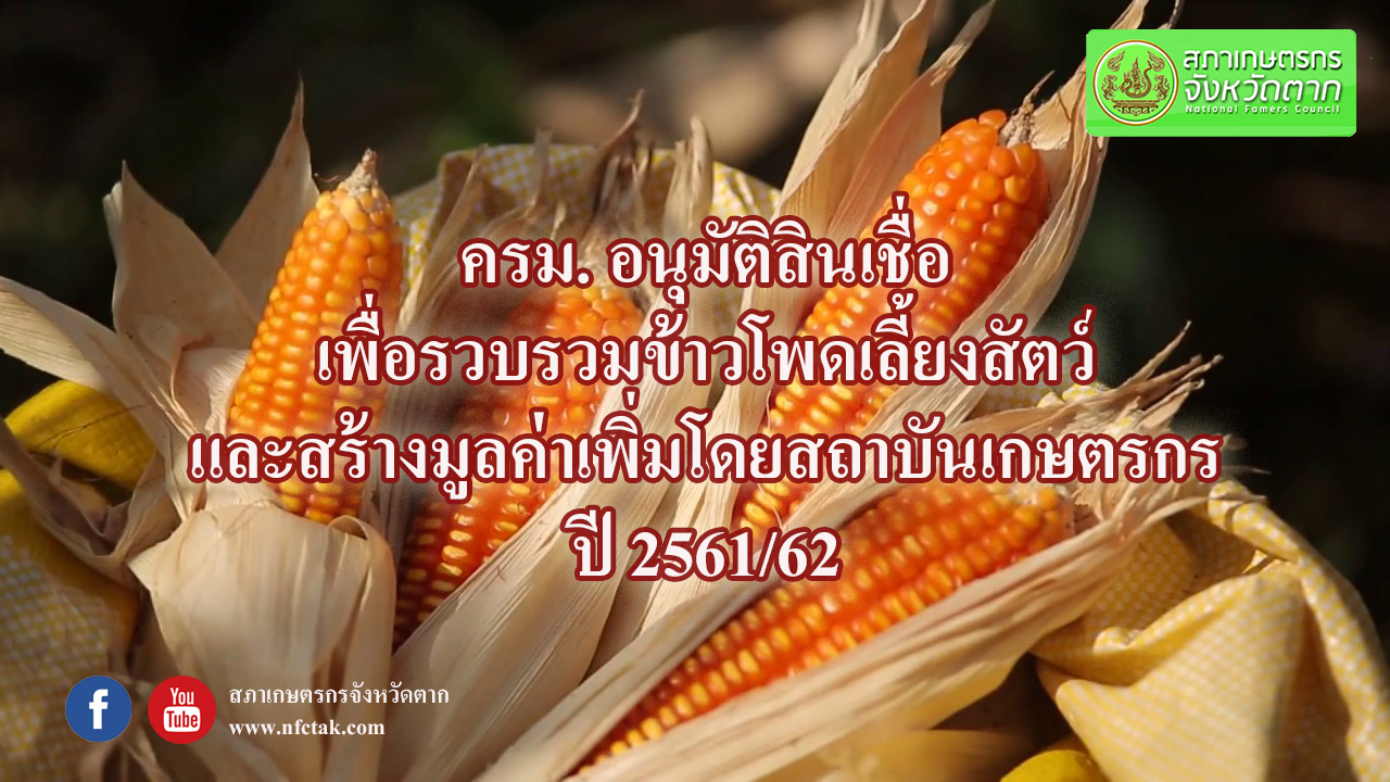 ประชาสัมพันธ์ โครงการสินเชื่อเพื่อรวบรวมข้าวโพดเลี้ยงสัตว์ ปี 2561/62