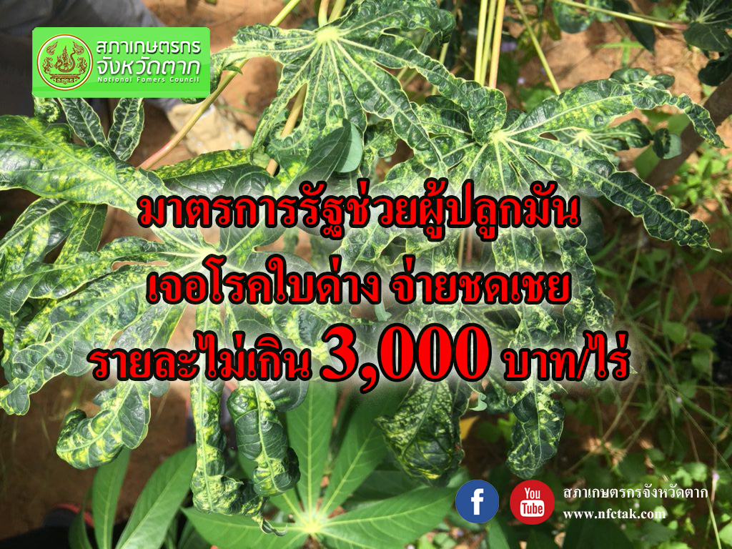 ประชาสัมพันธ์ โครงการช่วยเหลือเกษตรกรผู้ปลูกมันสำปะหลังที่ประสบปัญหาโรคไวรัสใบด่างมันสำปะหลัง