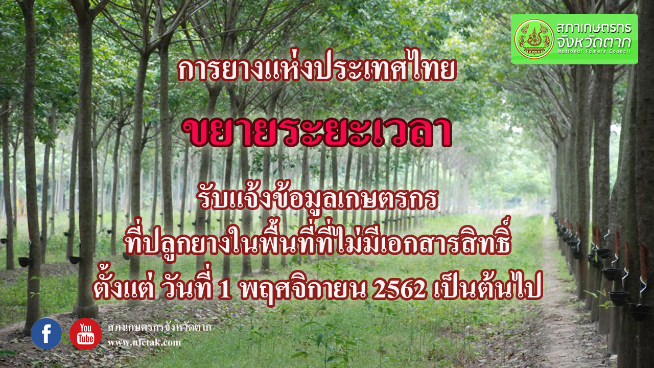 การยางแห่งประเทศไทยขยายระยะเวลารับแจ้งข้อมูลเกษตรกรที่ปลูกยางในพื้นที่ที่ไม่มีเอกสารสิทธิ์