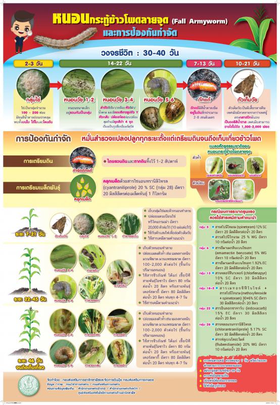 แนวทางการควบคุมและป้องกันกำจัดหนอนกระทู้ข้าวโพดลายจุด