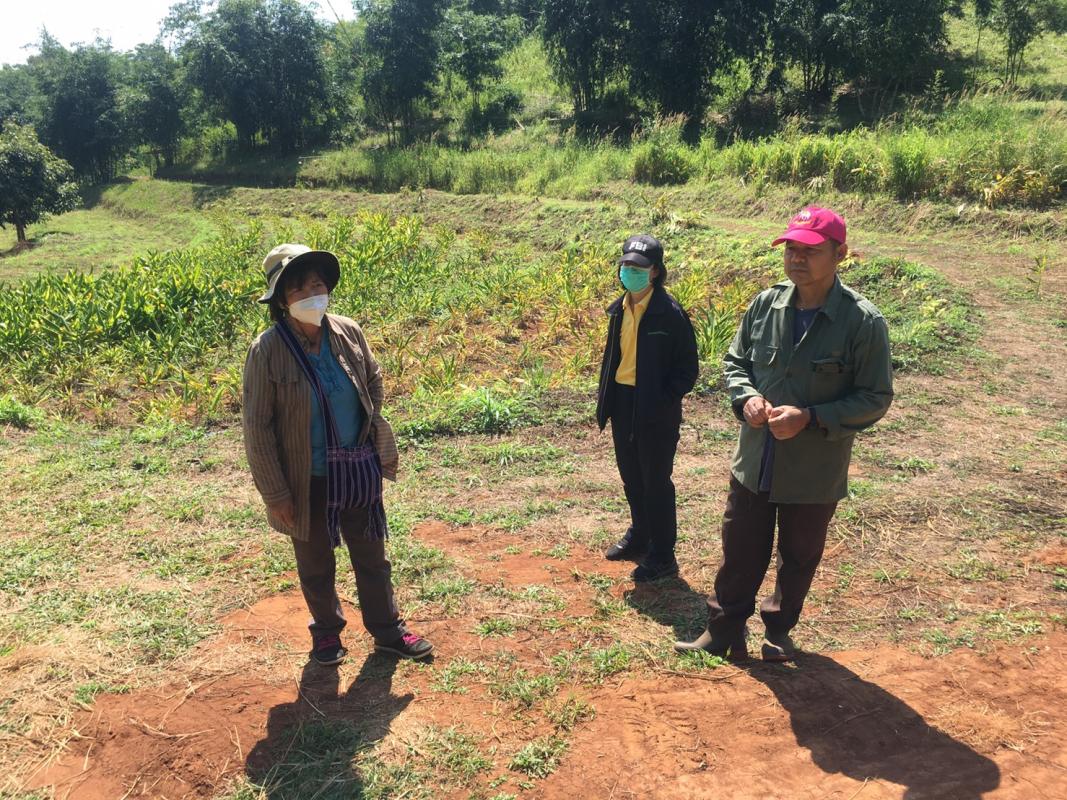 การสำรวจความพร้อมของแปลงปลูกขมิ้นชัน ภายใต้กิจกรรมการบูรณาการขับเคลื่อนนำร่องปลูกพืชสมุนไพรสู่การแปรรูปเป็นผลิตภัณฑ์เพื่อสุขภาพ 