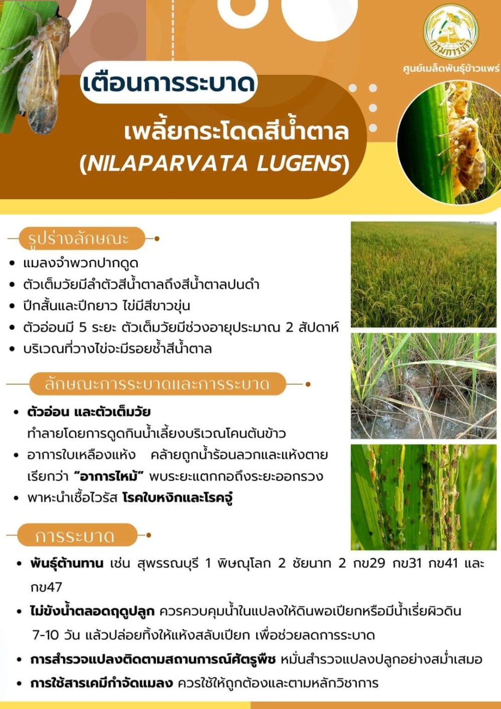 เตือนภัย การระบาดของเพลี่ยกระโดดสีน้ำตาลในนาข้าว