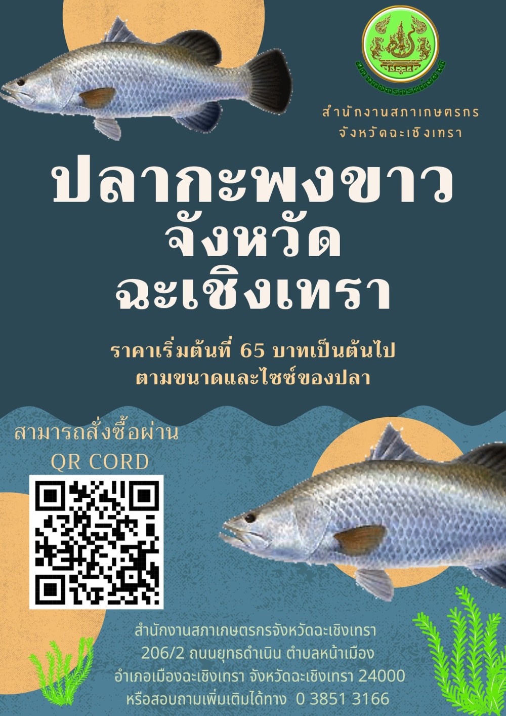 ประชาสัมพันธ์การระบายผลผลิตปลากะพงขาวในจังหวัดฉะเชิงเทรา