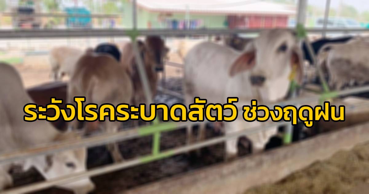 กรมปศุส้ตว์ แจ้งเตือนโรคระบาดสัตว์