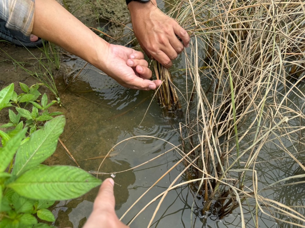 ติดตามสถานการณ์แมลงบั่วและเพลี้ยกระโดดในนาข้าว